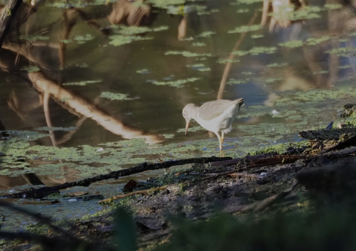Spotted Sandpiper - ML646482354