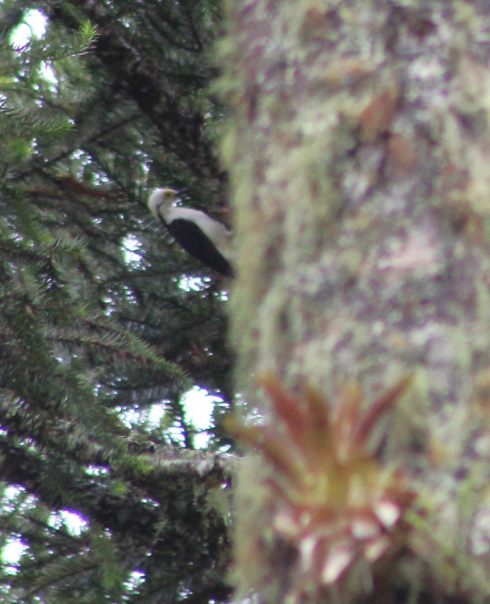 White Woodpecker - ML646482355