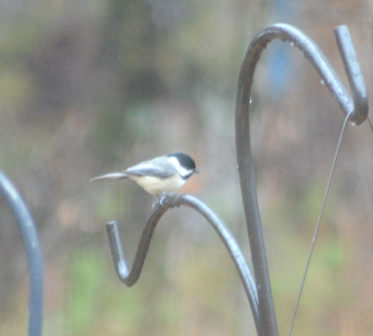Carolina Chickadee - ML646482356
