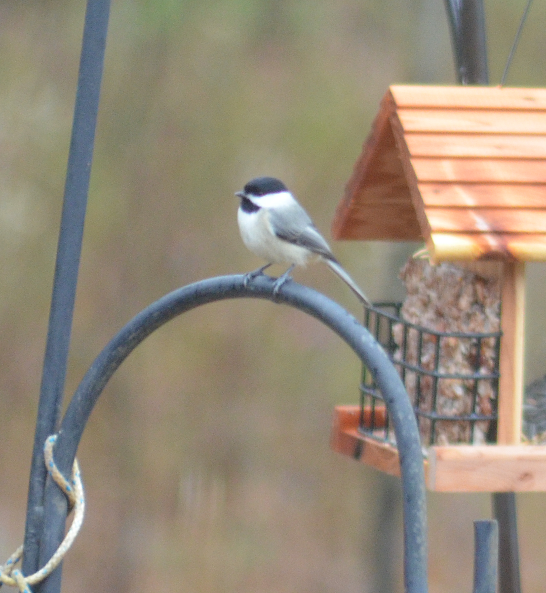 Carolina Chickadee - ML646482357