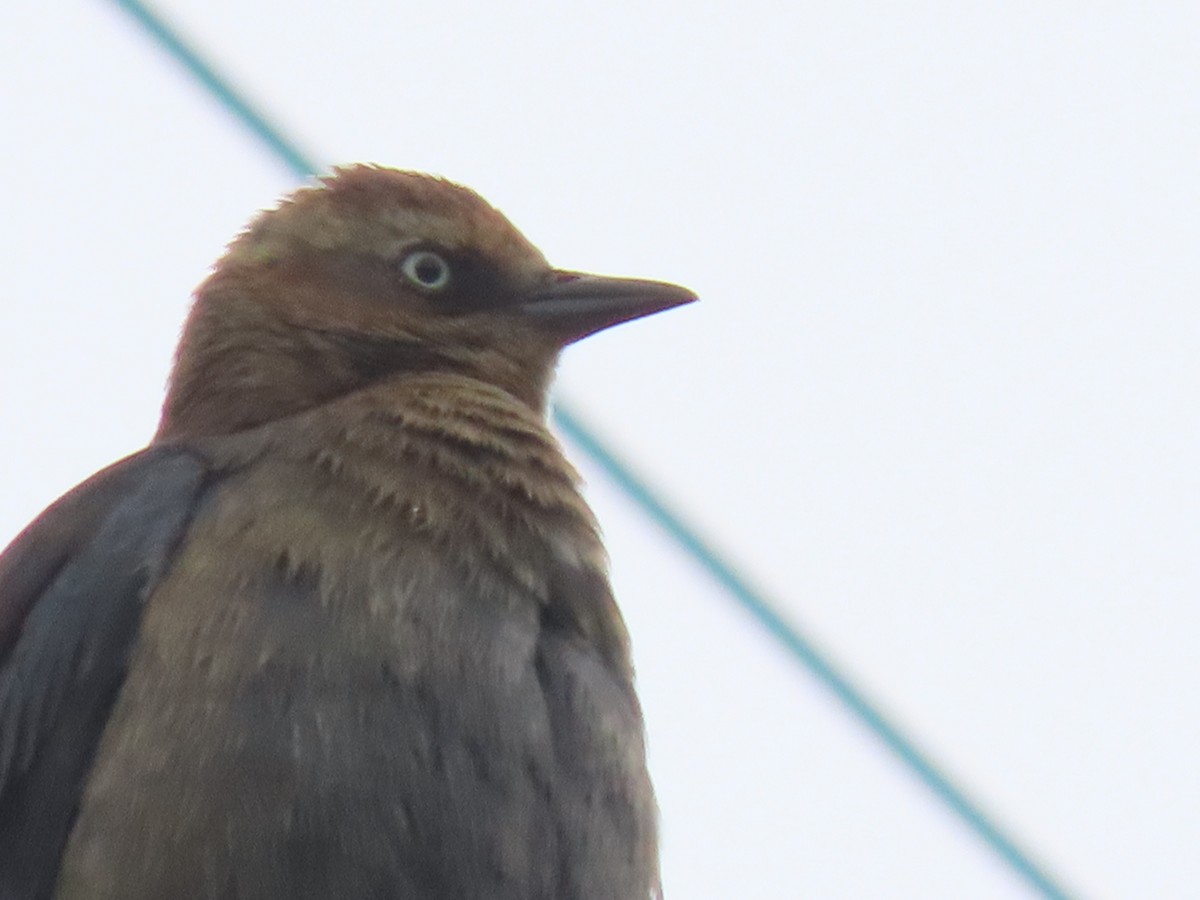 Rusty Blackbird - ML646482358