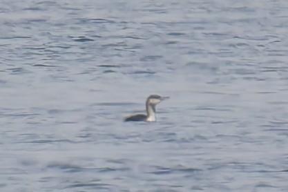 Red-throated Loon - ML646482362