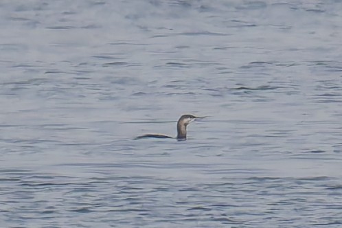 Red-throated Loon - ML646482364
