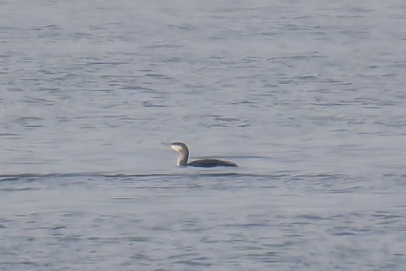 Red-throated Loon - ML646482365