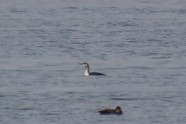 Red-throated Loon - ML646482366