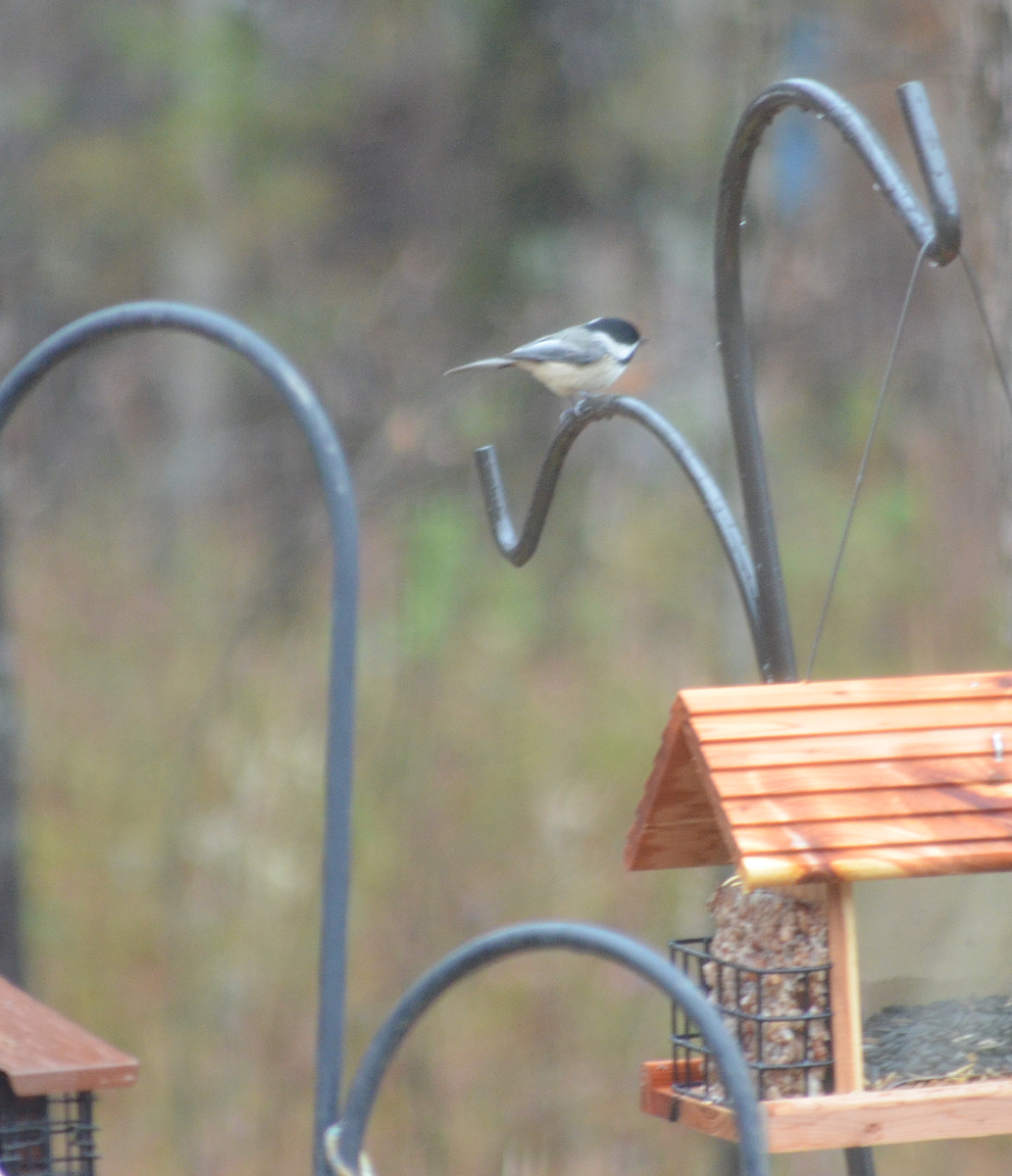 Carolina Chickadee - ML646482368