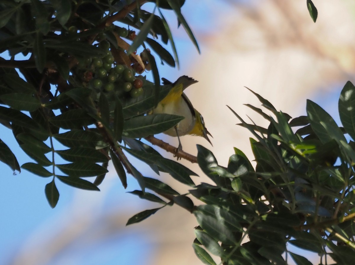 Swinhoe's White-eye - ML646482369