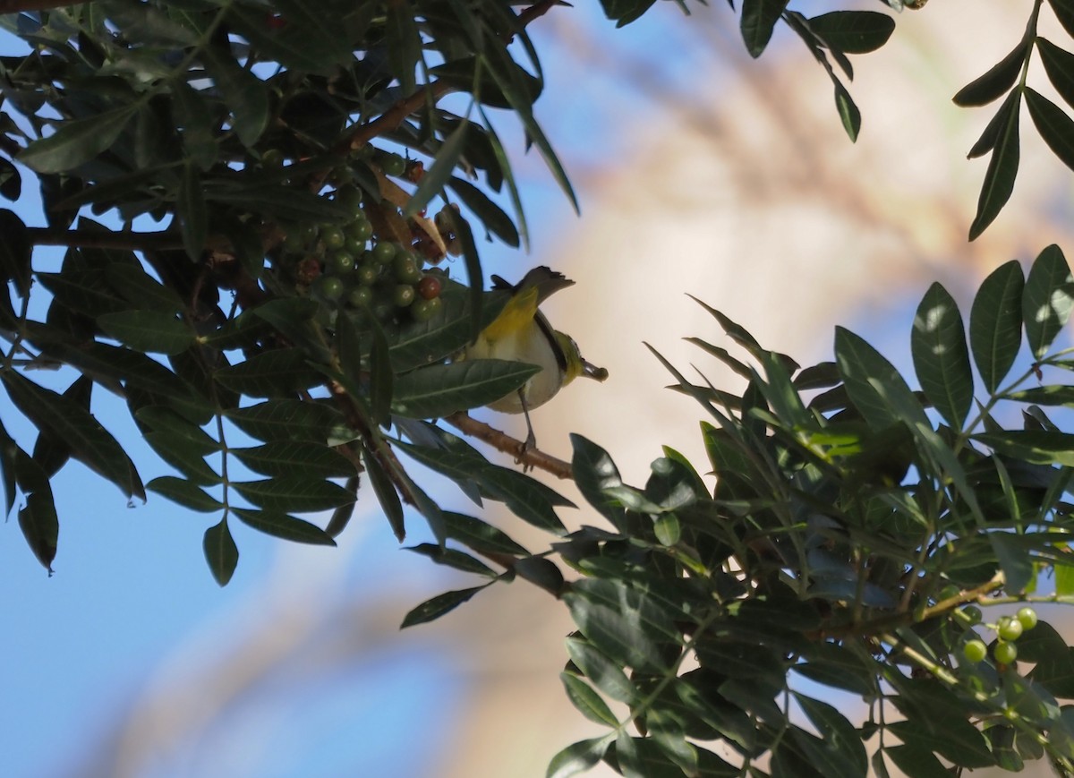 Swinhoe's White-eye - ML646482370