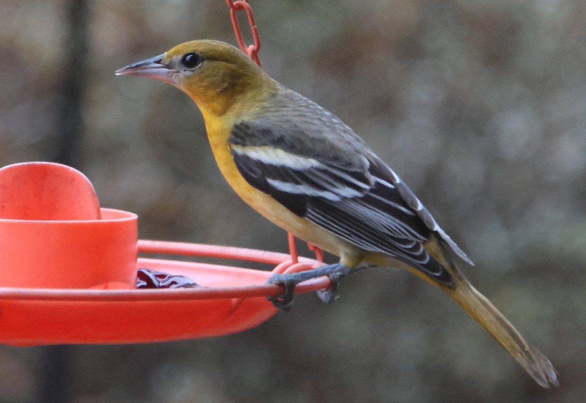 Балтиморский трупиал - ML646482371