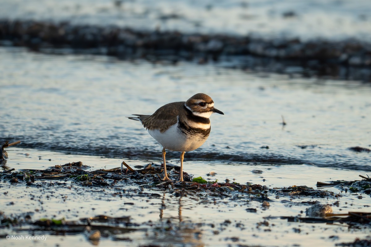 Killdeer - ML646482372