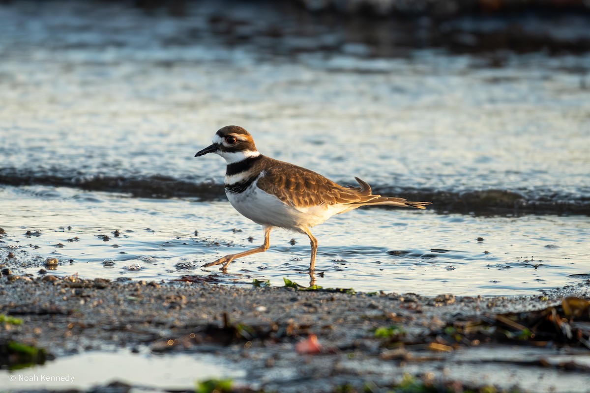 Killdeer - ML646482373