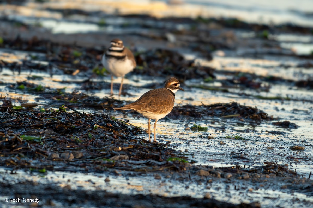 Killdeer - ML646482374