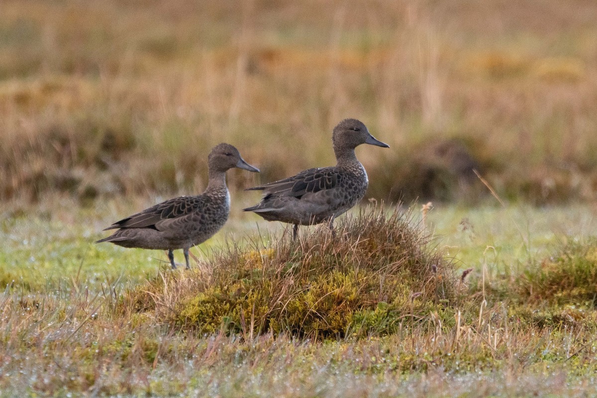 Andean Teal - ML646482375