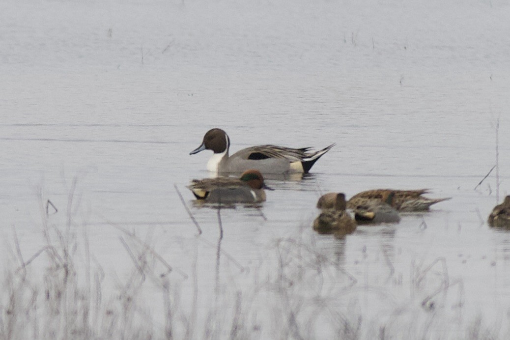 ostralka štíhlá - ML646482376