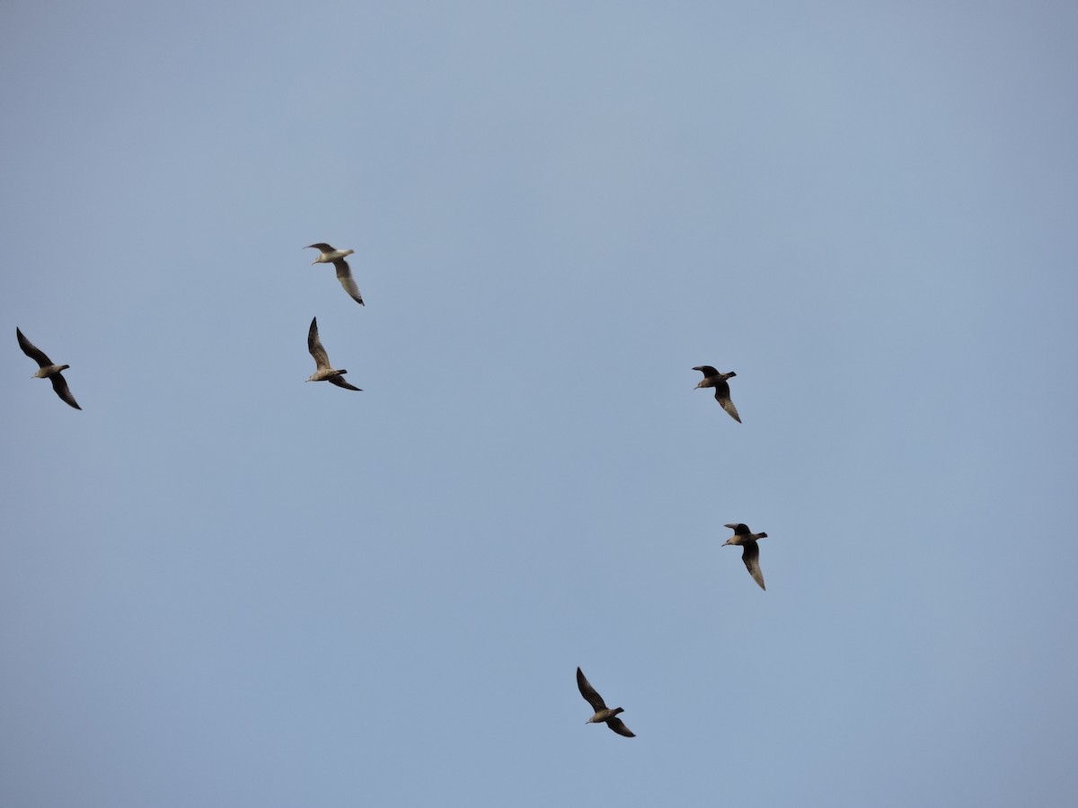 Kanadamöwe - ML646482389