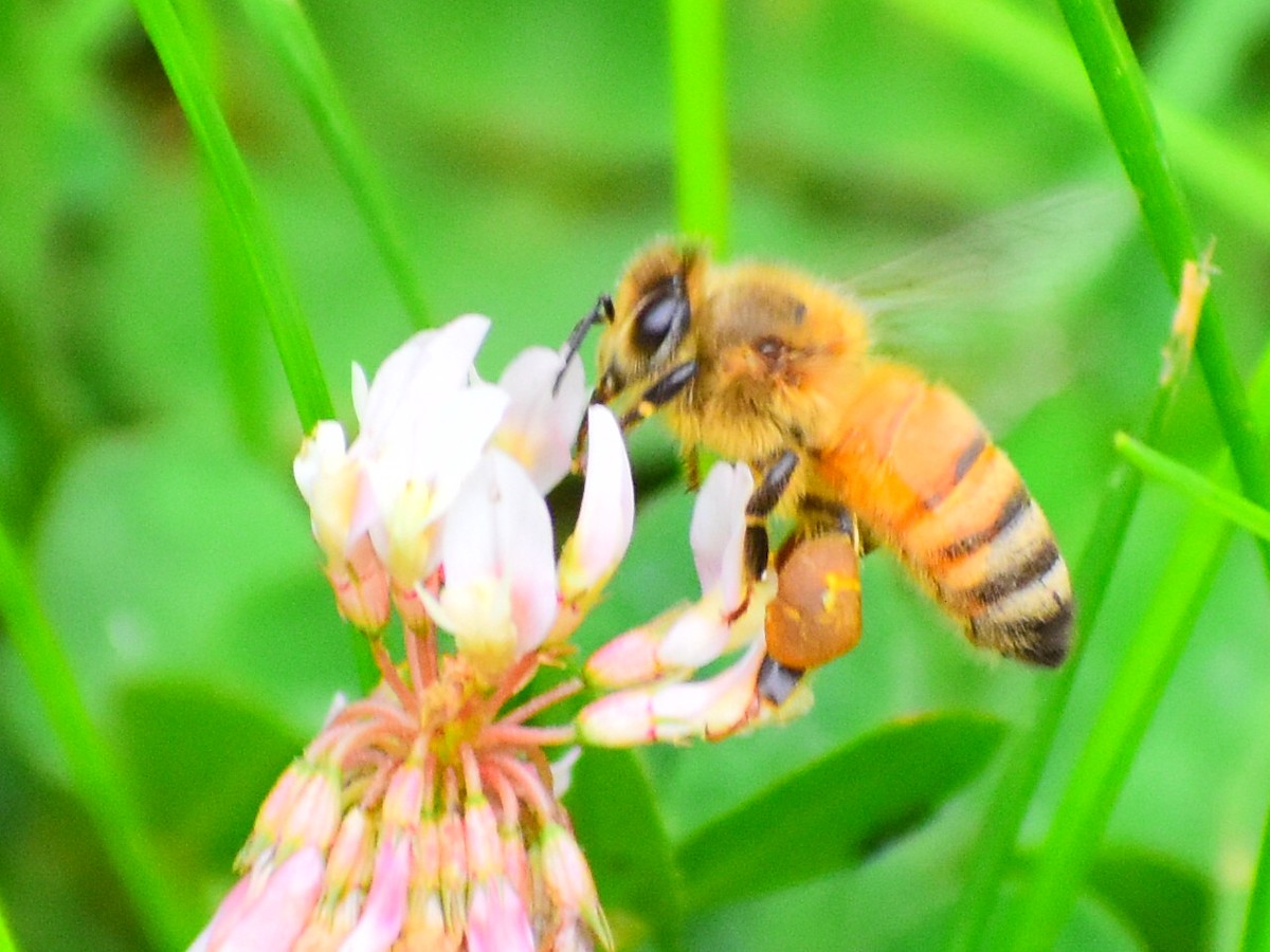 Bal arısı - ML646482390