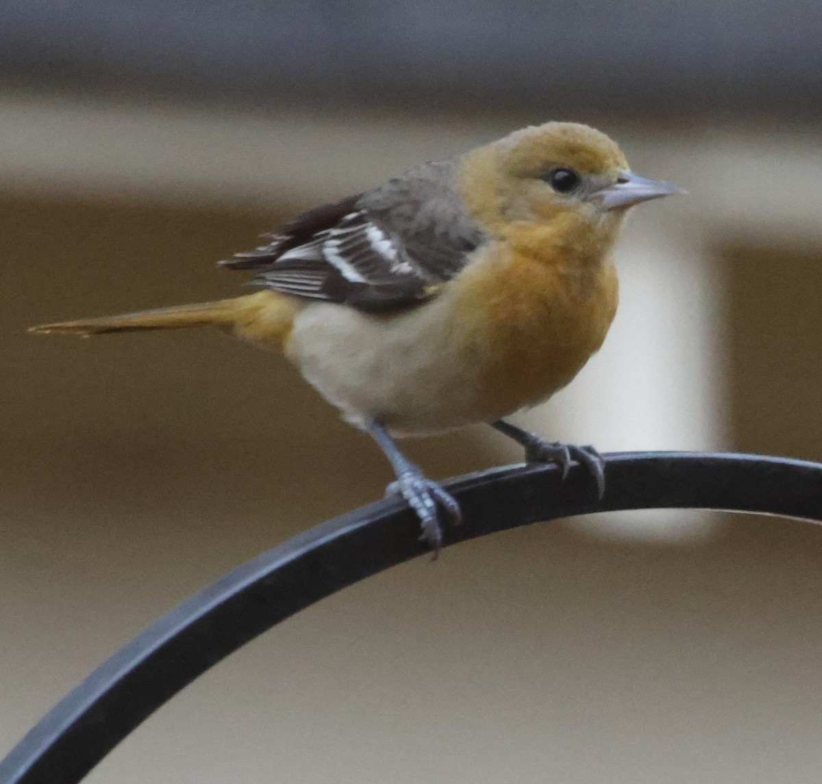 Балтиморский трупиал - ML646482392