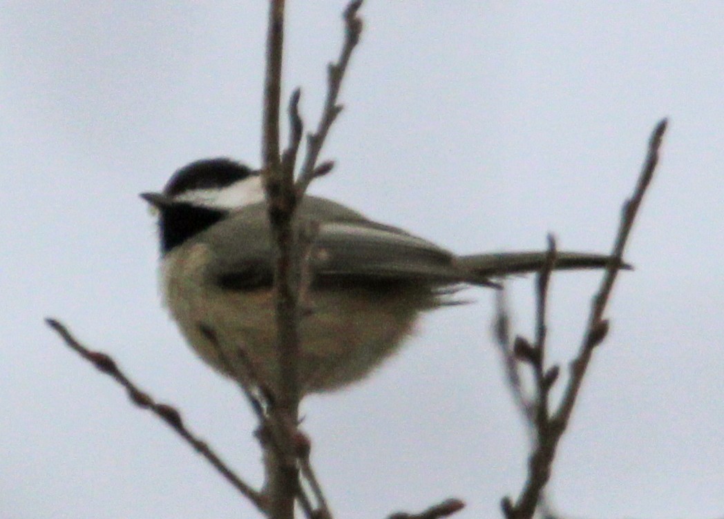 Carolina Chickadee - ML646482398