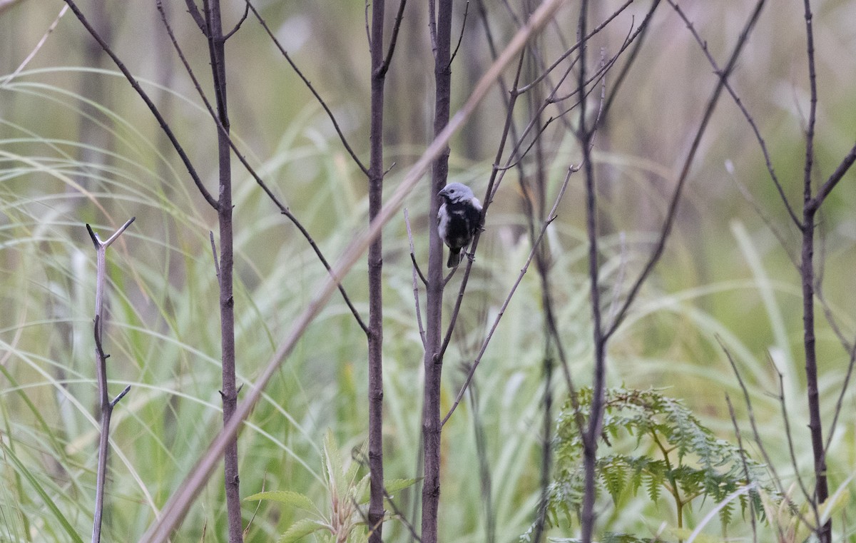 Semillero Ventrinegro - ML646482399