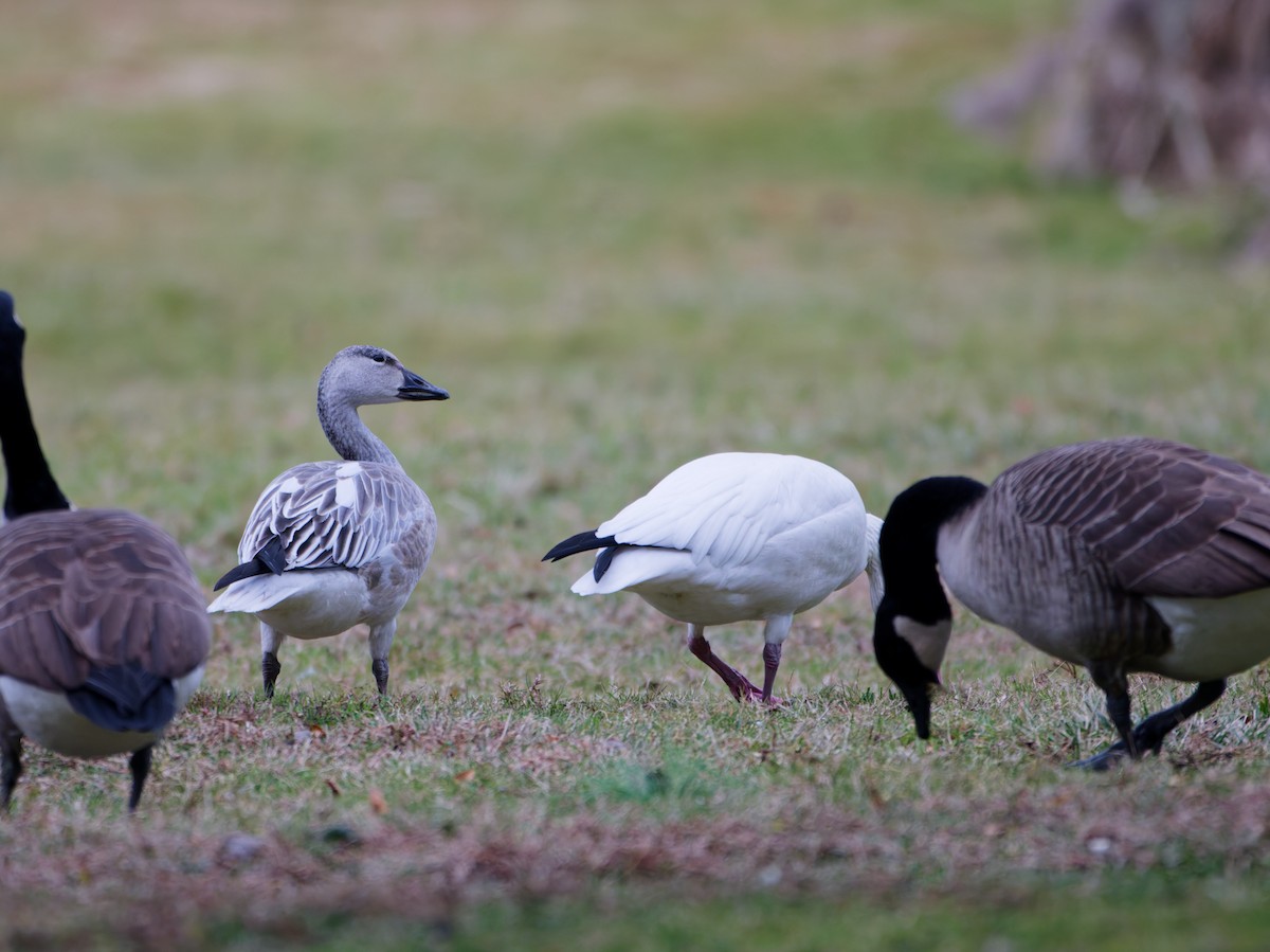 husa sněžní - ML646482400