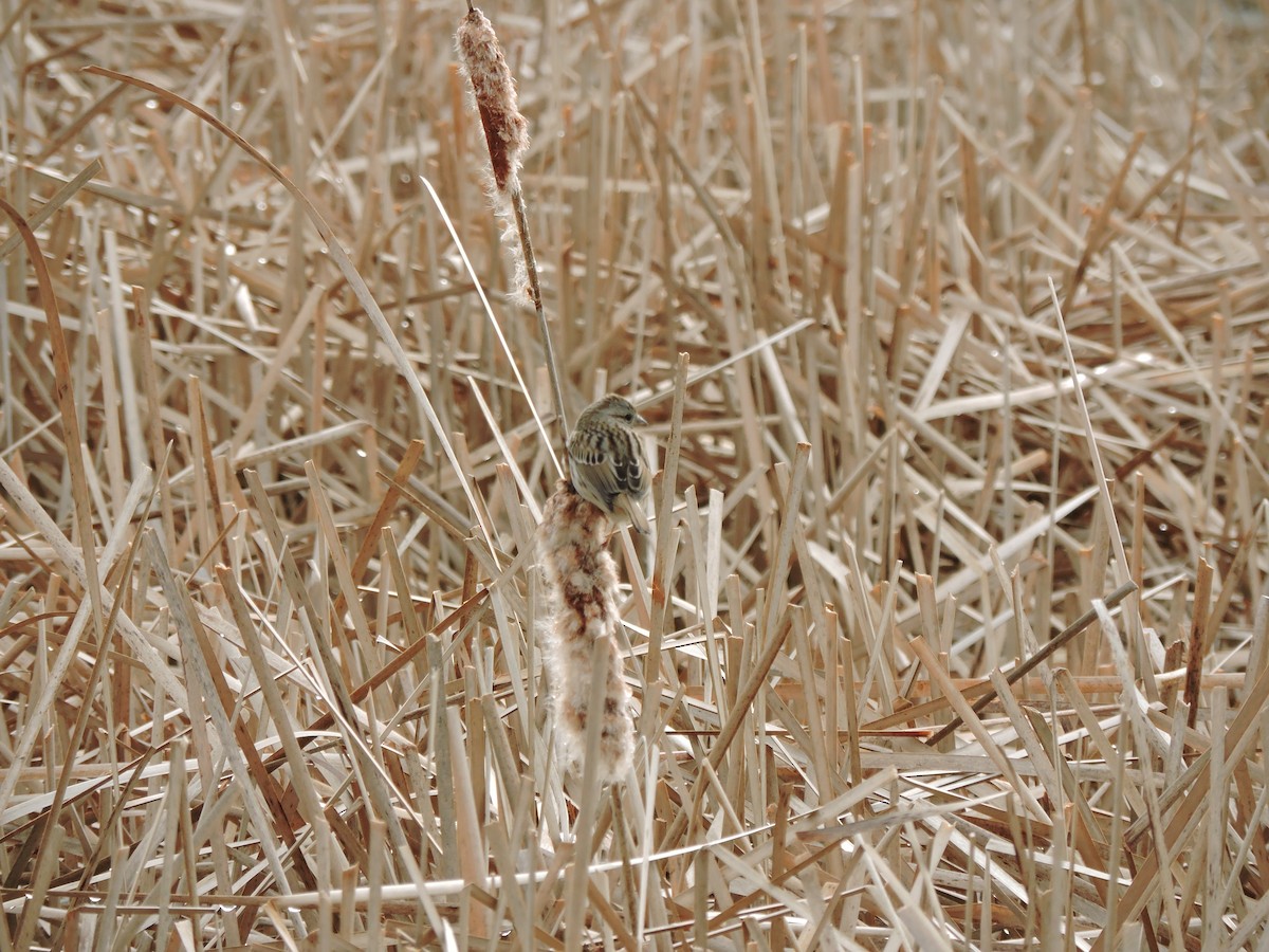 Singammer - ML646482401