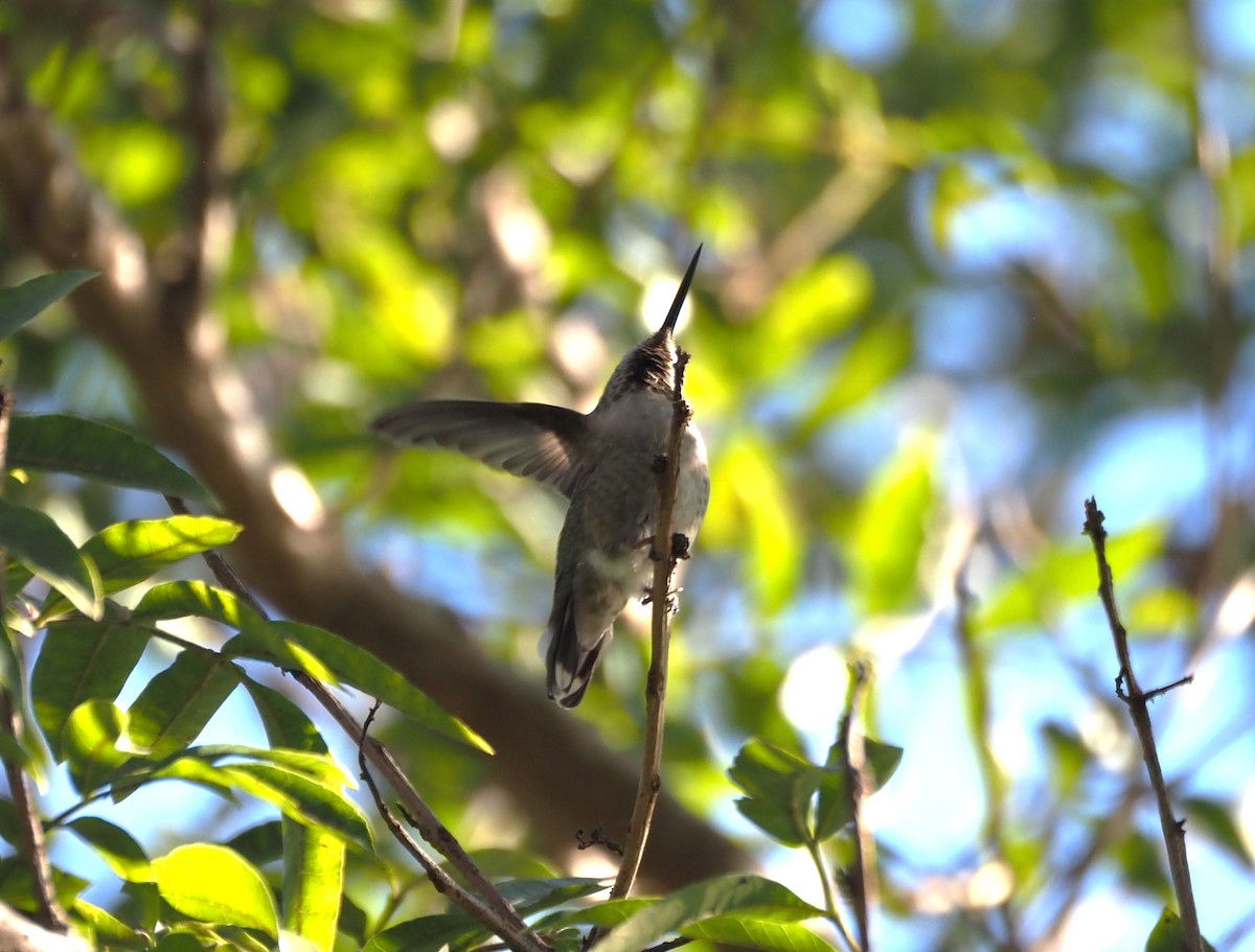 Anna's Hummingbird - ML646482402