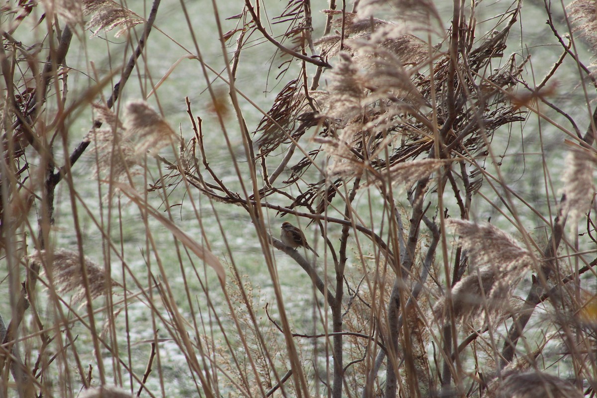 American Tree Sparrow - ML646482403