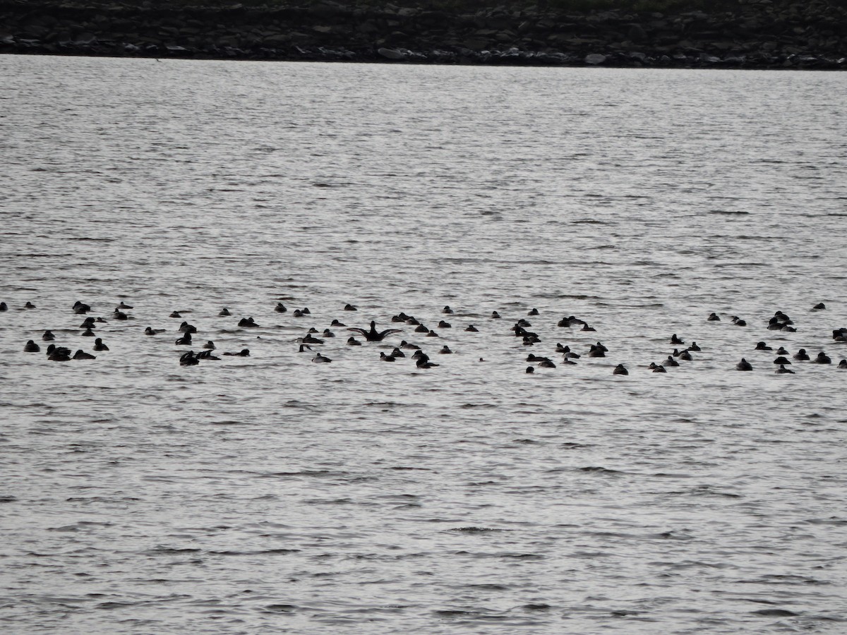 Berg-/Kanadabergente - ML646482410