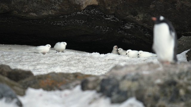 Snow Petrel - ML646482411