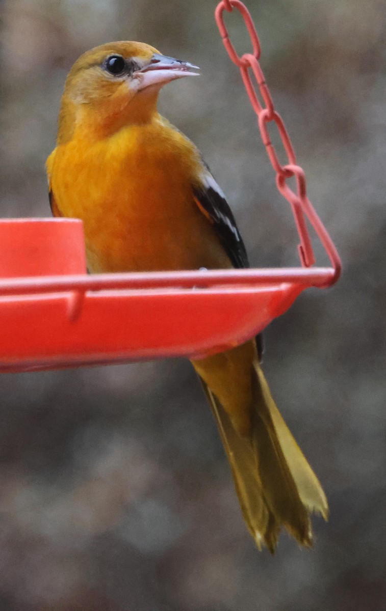 Балтиморский трупиал - ML646482412