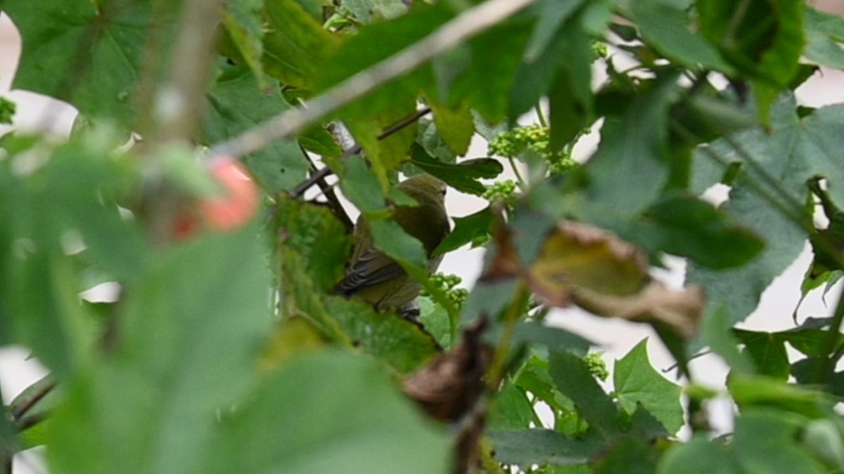 Tennessee Warbler - ML646482417