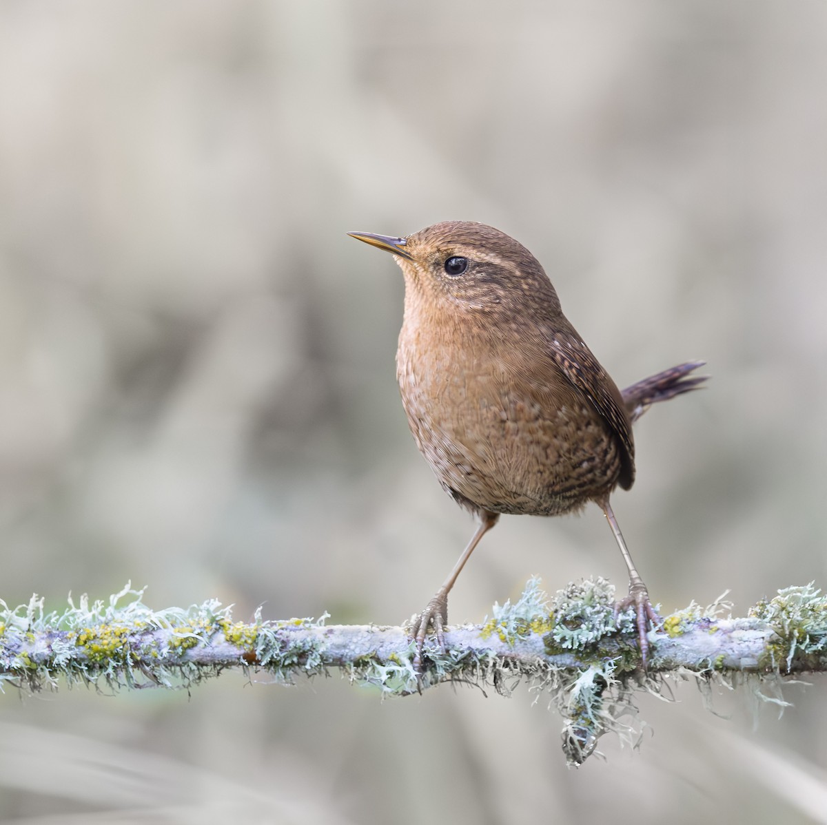 Pacific Wren - ML646482419