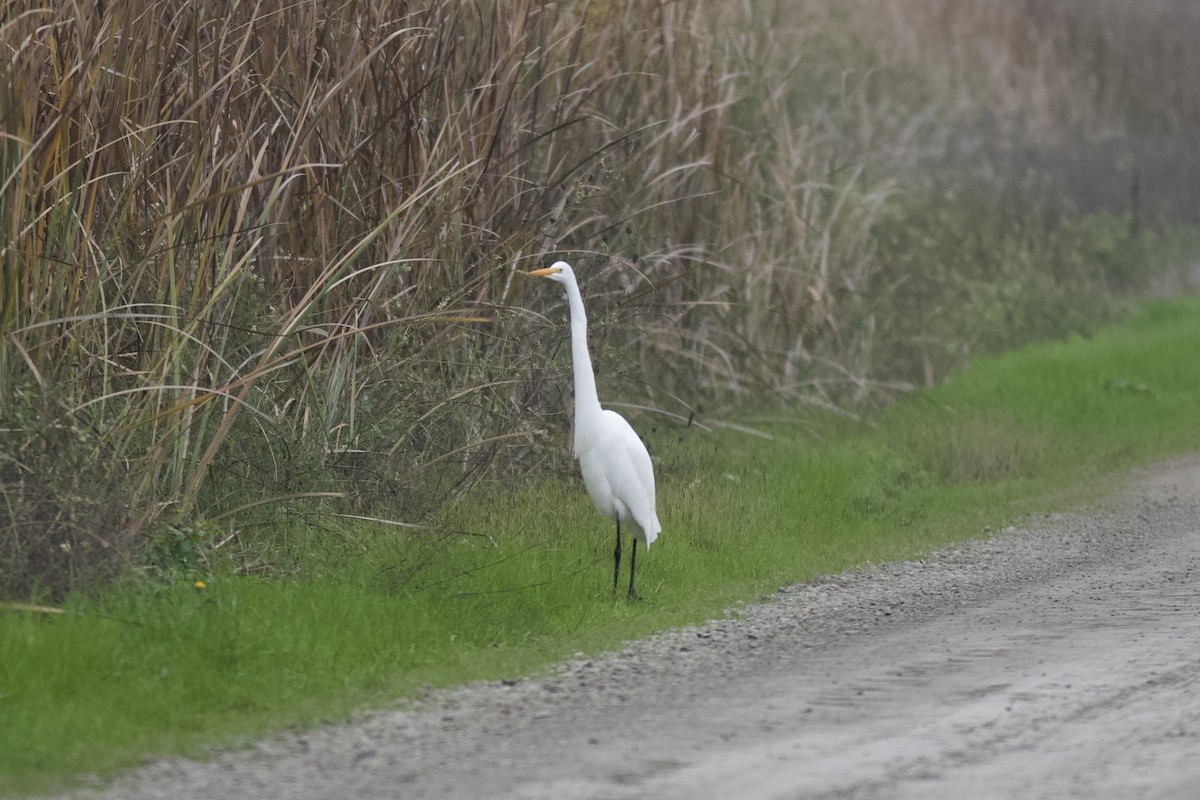 volavka bílá - ML646482420