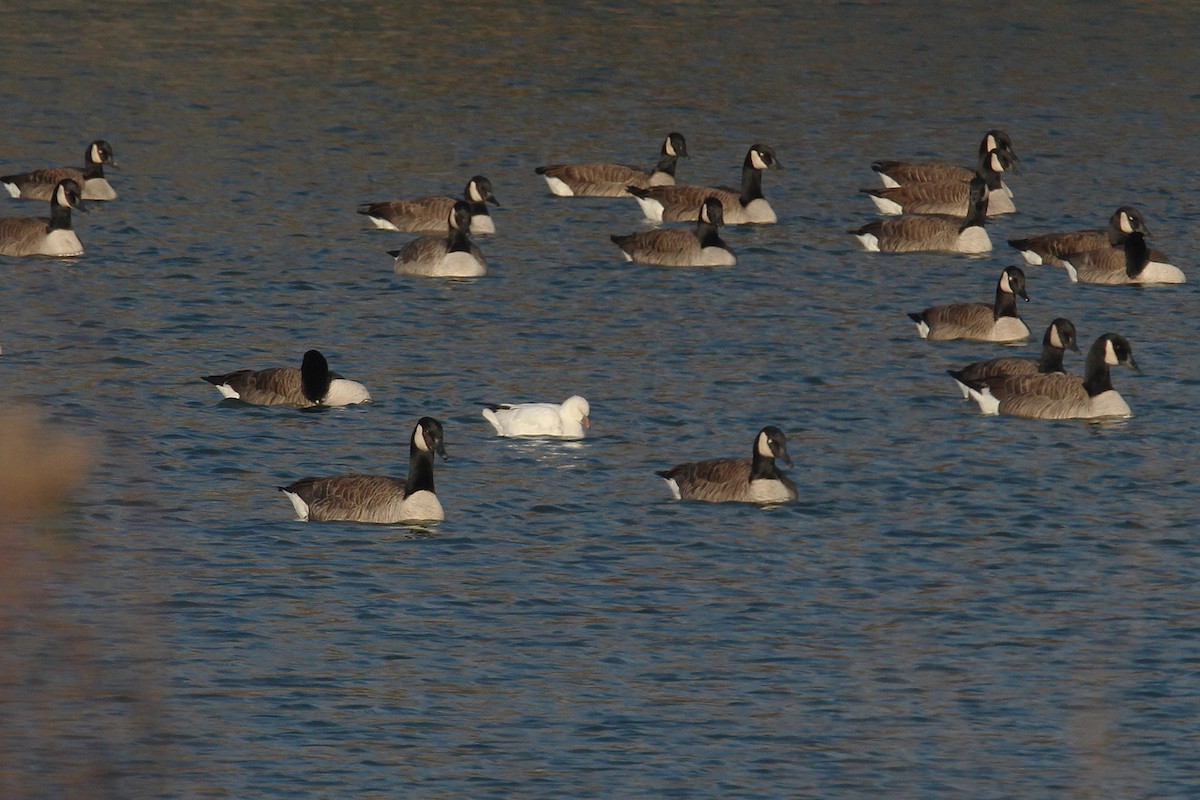 Ross's Goose - ML646482421