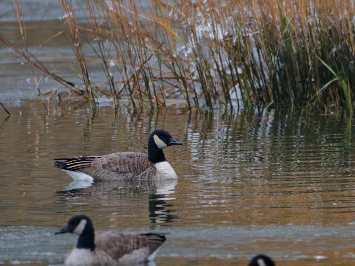 berneška velká - ML646482422