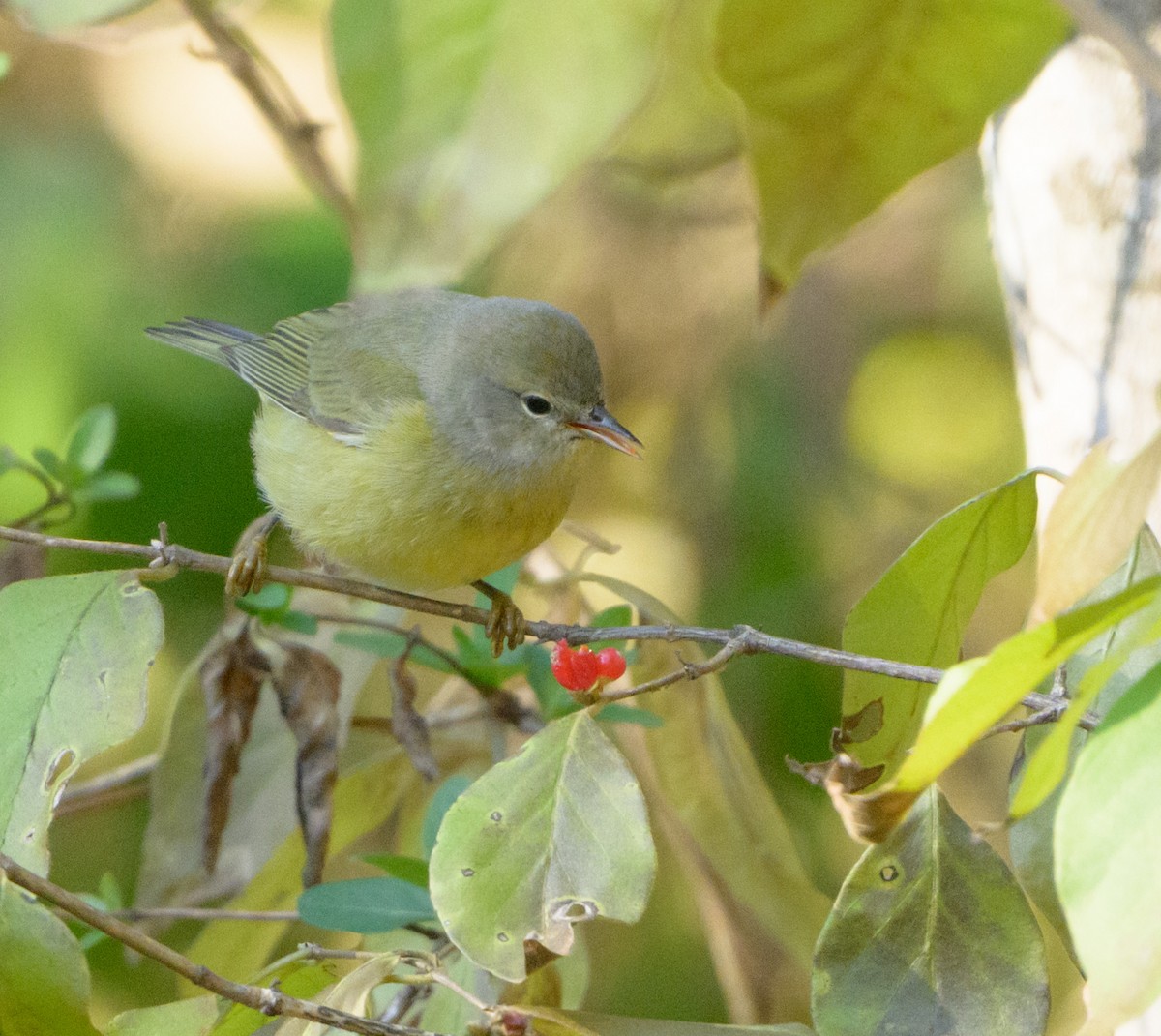 Orange-crowned Warbler - ML646482424