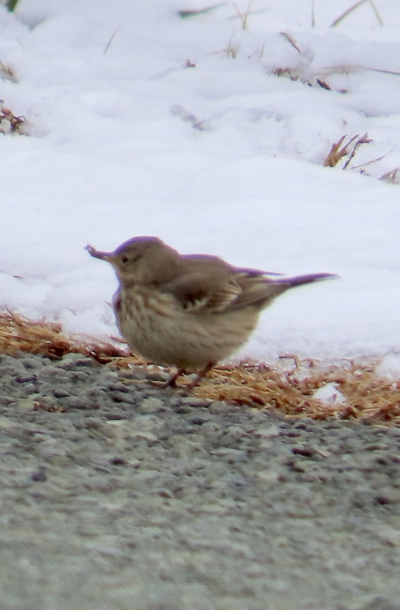 American Pipit - ML646482441