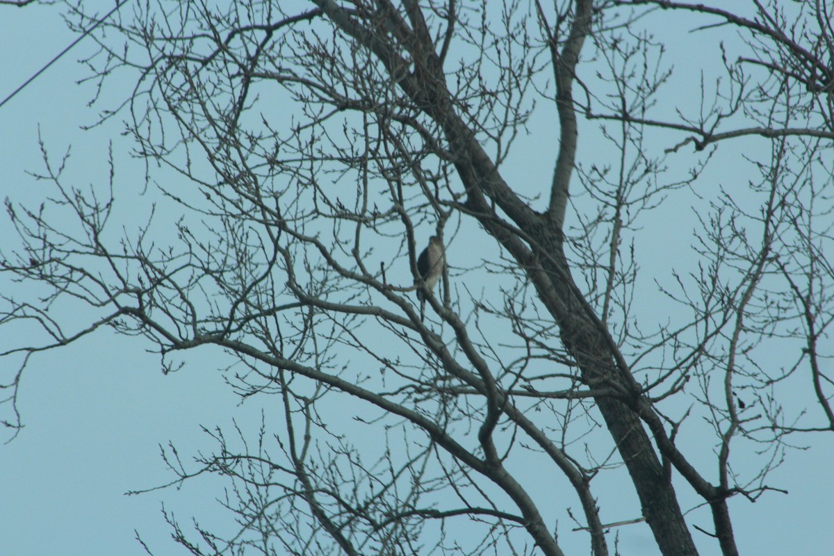 Cooper's Hawk - ML646482444