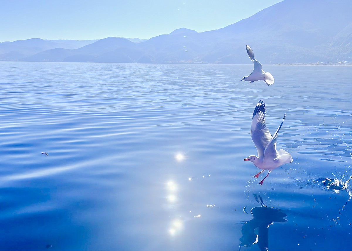 Black-headed Gull - ML646482445
