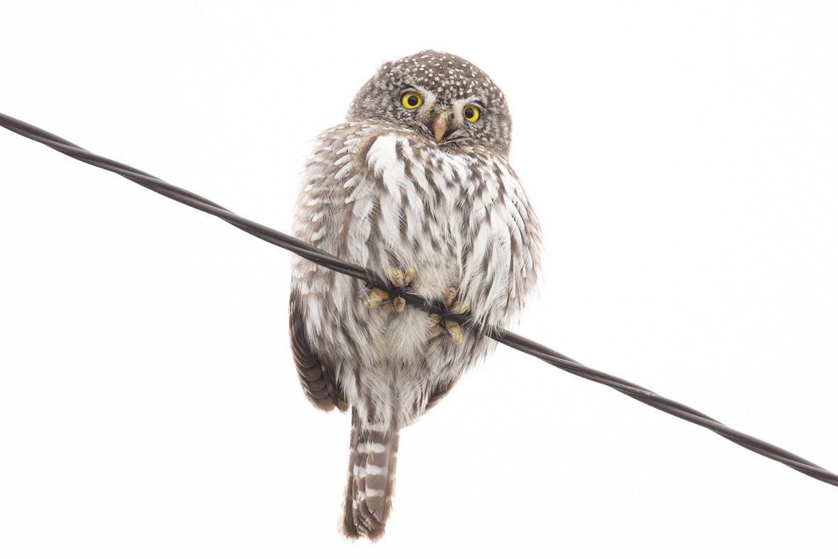 Northern Pygmy-Owl - ML646482447