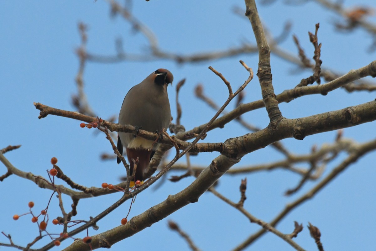 黃連雀 - ML646482459