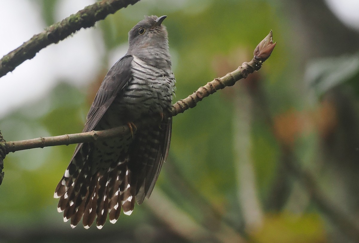 Gackelkuckuck - ML646482461