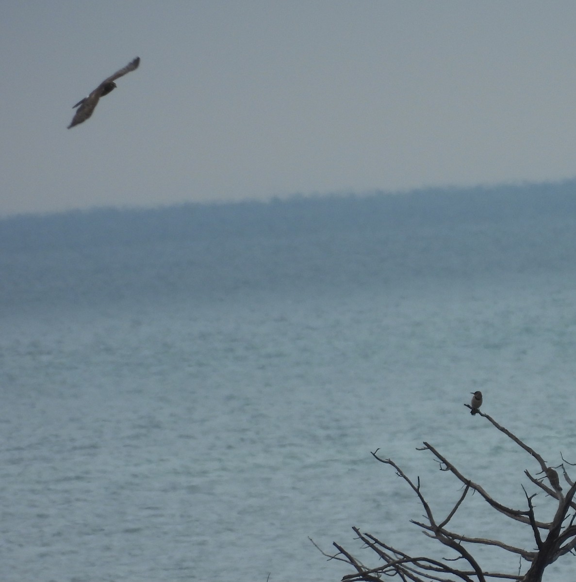 Altın Ağaçkakan - ML646482462