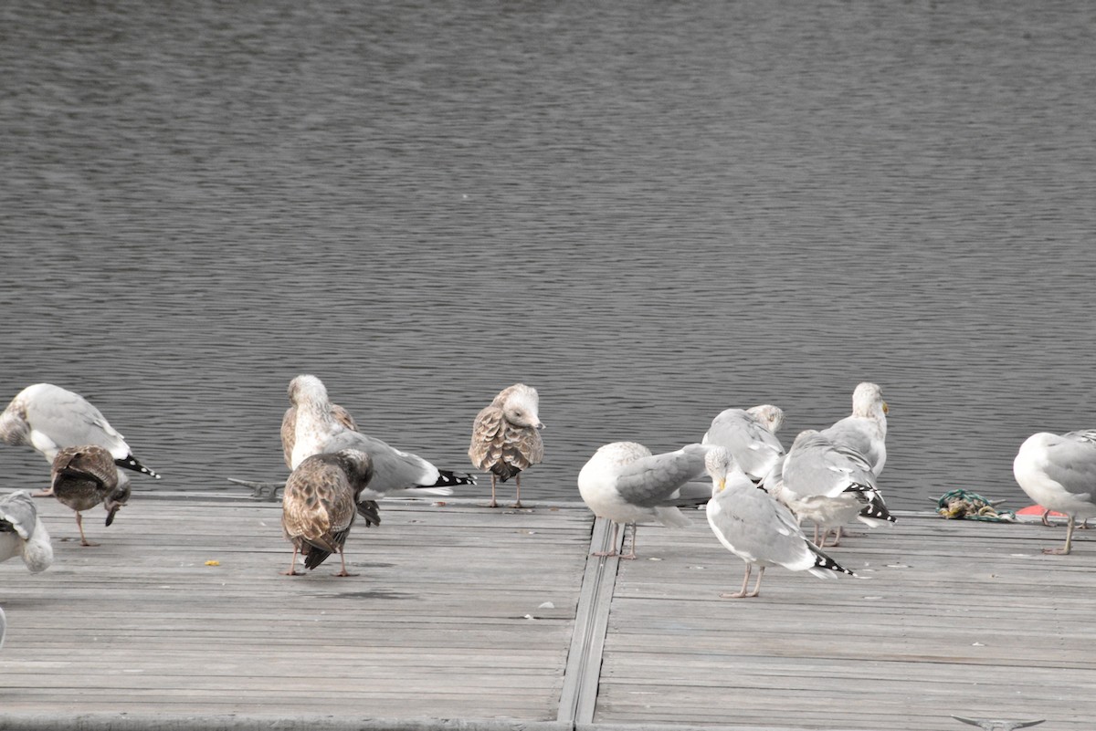 American Herring Gull - ML646482464