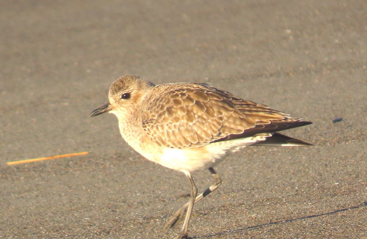 ダイゼン - ML646482466