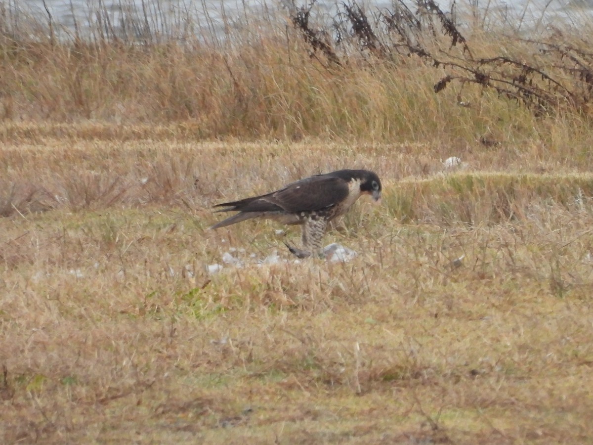 Gökdoğan - ML646482467