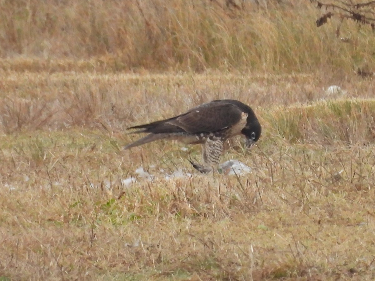 Gökdoğan - ML646482468