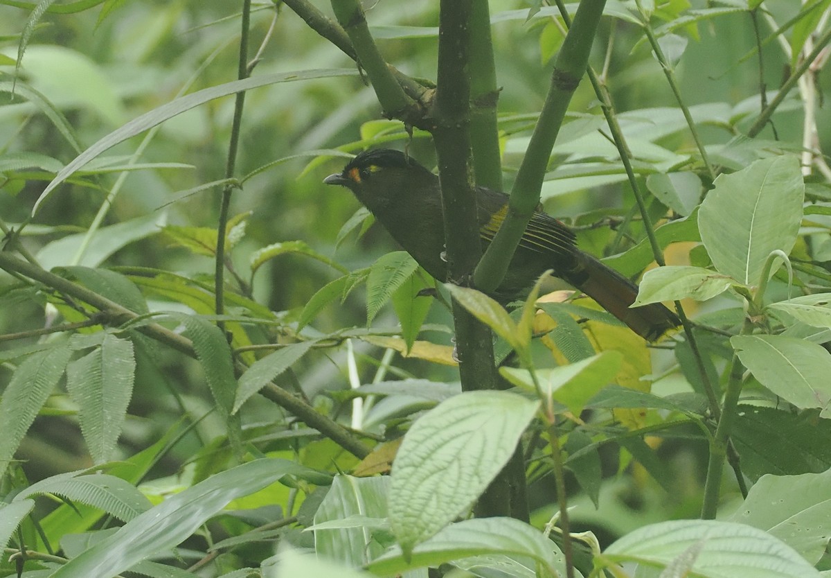 Bugunbunthäherling - ML646482469