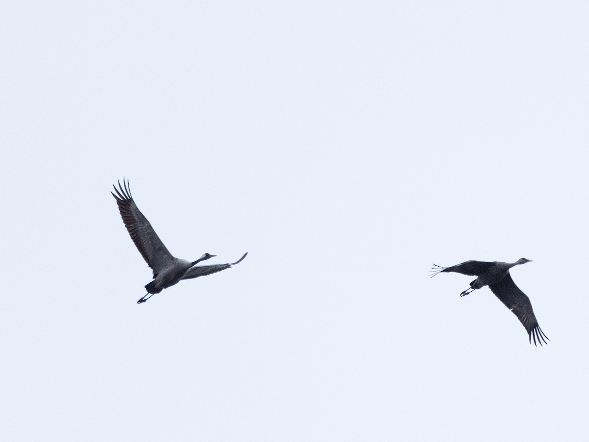 Common Crane - ML646482471