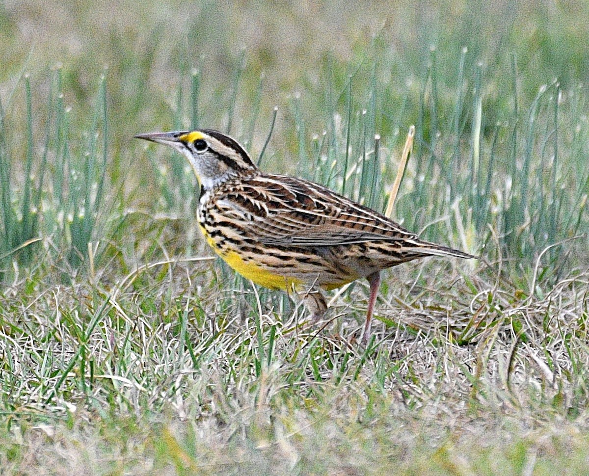 Eastern Meadowlark - ML646482472